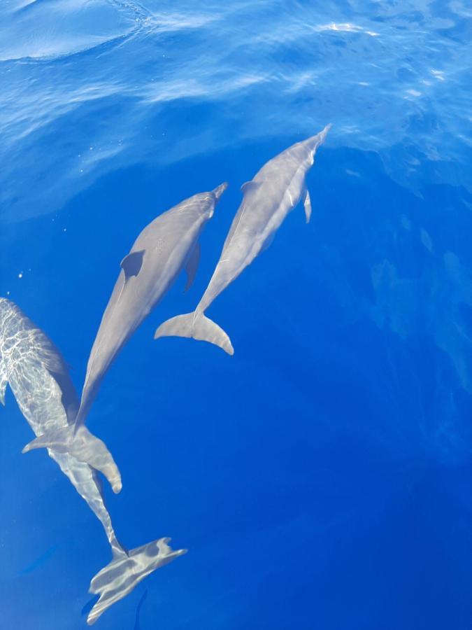 Blue Shark Divers Bunaken Ngoại thất bức ảnh