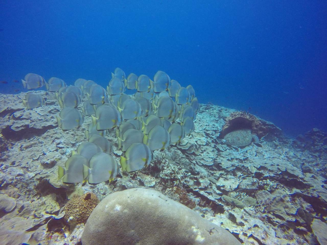 Blue Shark Divers Bunaken Ngoại thất bức ảnh