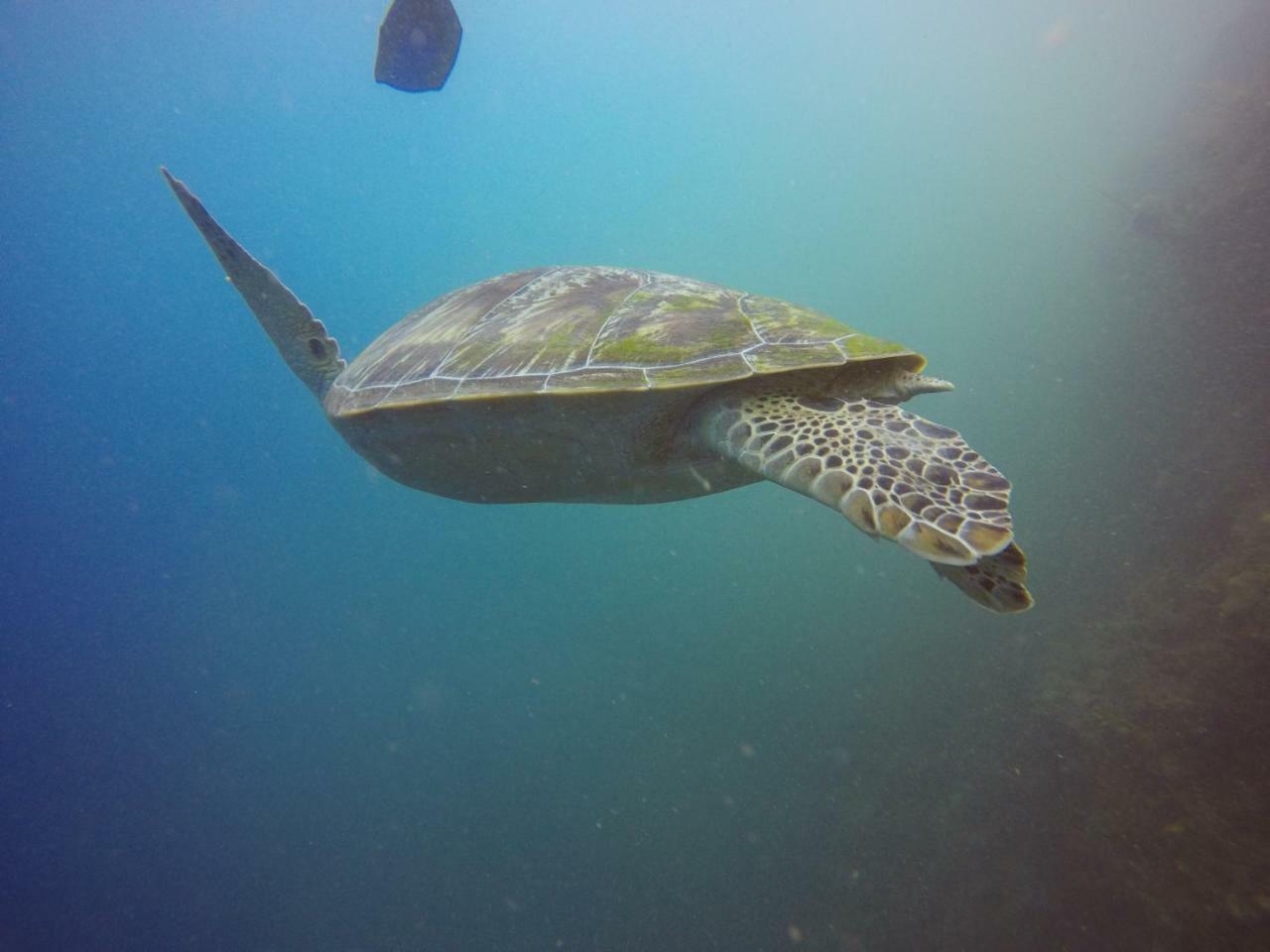 Blue Shark Divers Bunaken Ngoại thất bức ảnh